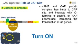RNA
Polymerase
133
LacZ LacY LacA
CAP site Promoter
Turn ON
If Lactose is present
Operator
LAC Operon: Role of CAP Site
 cAMP and CAP protein
complex then binds to CAP
site and interacts with C-
terminal α subunit of RNA
polymerase, increasing the
transcription of lac genes.
CAMp-CAP Complex
 