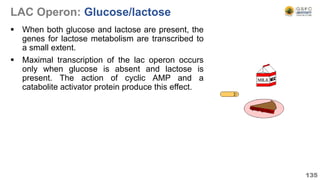 LAC Operon: Glucose/lactose
 When both glucose and lactose are present, the
genes for lactose metabolism are transcribed to
a small extent.
 Maximal transcription of the lac operon occurs
only when glucose is absent and lactose is
present. The action of cyclic AMP and a
catabolite activator protein produce this effect.
135
 