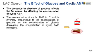 LAC Operon: The Effect of Glucose and Cyclic AMP
 The presence or absence of glucose affects
the lac operon by affecting the concentration
of cyclic AMP.
 The concentration of cyclic AMP in E. coli is
inversely proportional to the concentration of
glucose: as the concentration of glucose
decreases, the concentration of cyclic AMP
increases.
136
 