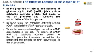 LAC Operon: The Effect of Lactose in the Absence of
Glucose
 In the presence of lactose and absence of
glucose, cyclic AMP (cAMP) joins with a
catabolite activator protein that binds to
the lac promoter and facilitates the
transcription of the lac operon.
 In some texts, the catabolite activator protein
(CAP) is called the cAMP-receptor protein.
 When the concentration of glucose is low, cAMP
accumulates in the cell. The binding of cAMP
and the catabolite activator protein to
the lac promoter increases transcription by
enhancing the binding of RNA polymerase to
the lac promoter.
137
 