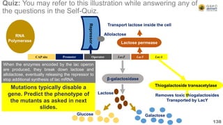 RNA
Polymerase
Quiz: You may refer to this illustration while answering any of
the questions in the Self-Quiz.
138
Operator LacZ LacY LacA
CAP site Promoter
β-galactosidase
Lactose permease
Transport lactose inside the cell
Thiogalactoside transacetylase
Removes toxic thiogalactosides
Transported by LacY
Repressor
Glucose Galactose
Lactose
Allolactose
When the enzymes encoded by the lac operon
are produced, they break down lactose and
allolactose, eventually releasing the repressor to
stop additional synthesis of lac mRNA.
Mutations typically disable a
gene. Predict the phenotype of
the mutants as asked in next
slides.
 
