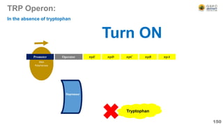 RNA
Polymerase
TRP Operon:
150
Operator
Promoter trpE trpD trpC trpB trpA
Repressor
In the absence of tryptophan
Tryptophan
Turn ON
 