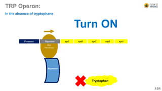 RNA
Polymerase
TRP Operon:
151
Operator
Promoter trpE trpD trpC trpB trpA
Repressor
In the absence of tryptophane
Tryptophan
Turn ON
 