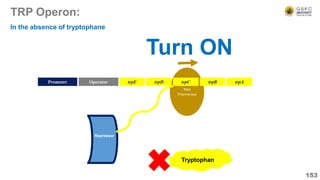 RNA
Polymerase
TRP Operon:
153
Operator
Promoter trpE trpD trpC trpB trpA
Repressor
In the absence of tryptophane
Tryptophan
Turn ON
 