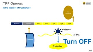 RNA
Polymerase
TRP Operon:
155
Operator
Promoter trpE trpD trpC trpB trpA
In the absence of tryptophane
Tryptophan
m-RNA
Ribosome
Repressor
Turn OFF
 