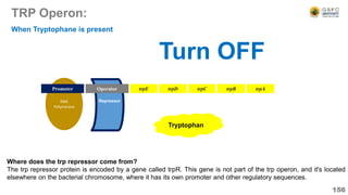 Repressor
RNA
Polymerase
TRP Operon:
156
Operator
Promoter trpE trpD trpC trpB trpA
When Tryptophane is present
Tryptophan
Where does the trp repressor come from?
The trp repressor protein is encoded by a gene called trpR. This gene is not part of the trp operon, and it's located
elsewhere on the bacterial chromosome, where it has its own promoter and other regulatory sequences.
Turn OFF
 