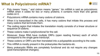  Poly means “many, ” and cistron means “genes.” An mRNA is said as polycistronic
mRNA when it codes for two or many proteins; it contains more than one genes
codes on it.
 Polycistronic mRNA contains many codons of cistrons.
 When it is transcribed in the cells, it has many codons that initiate this process and
many codons that terminate them.
 The coding region that initiates the translation mostly consists of a linear structure or
sequence of codons.
 These codons make it polyfunctional for the cell.
 Moreover, these RNA have multiple ORFs (open reading frames) each of which
correspond to the single gene transcript.
 These codons or ORFs are then translated into a polypeptide according to the code.
 This mRNA is mostly present in the prokaryotes like bacteria etc.
 Many prokaryotic RNAs are completely functional and do not require any changes
(post-transcriptional changes).
What is Polycistronic mRNA?
16
 