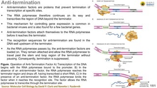 Anti-termination
 Anti-termination factors are proteins that prevent termination of
transcription at specific sites.
 The RNA polymerase therefore continues on its way and
transcribes the region of DNA beyond the terminator.
 This mechanism for controlling gene expression is common in
bacterial viruses and is also found for a few bacterial genes.
 Anti-termination factors attach themselves to the RNA polymerase
before it reaches the terminator.
 The recognition sequences for anti-termination are found in the
DNA well upstream of the terminator.
 As the RNA polymerase passes by, the anti-termination factors are
loaded on. They remain attached and allow the RNA polymerase to
travel past the stem and loop region of the terminator without
pausing. Consequently, termination is suppressed.
161
Figure. Operation of Anti-Termination Factor A) Transcription of the DNA
begins with the RNA polymerase bound to the promoter. B) In the
absence of an anti-terminator factor, the RNA polymerase reaches the
terminator region and drops off, having transcribed a short RNA. C) In the
presence of an anti-termination factor, the RNA polymerase binds the
factor when it reaches the recognition site. The factor allows the RNA
polymerase to transcribe through the termination site.
Source: Molecular Cell Biology by David P. Clark and Nanette J. Pazdernik
 