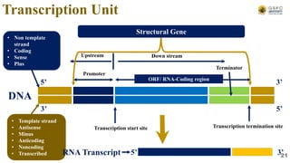 Down stream
Upstream
Promoter
ORF/ RNA-Coding region
DNA
5’
3’
3’
5’
• Template strand
• Antisense
• Minus
• Anticoding
• Noncoding
• Transcribed
• Non template
strand
• Coding
• Sense
• Plus
Transcription start site Transcription termination site
Terminator
5’ 3’
RNA Transcript
Transcription Unit
Structural Gene
21
 