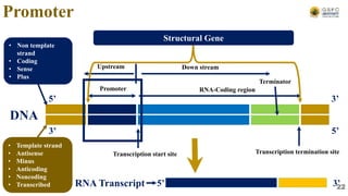 Down stream
Upstream
Promoter RNA-Coding region
DNA
5’
3’
3’
5’
• Template strand
• Antisense
• Minus
• Anticoding
• Noncoding
• Transcribed
• Non template
strand
• Coding
• Sense
• Plus
Transcription start site Transcription termination site
Terminator
5’ 3’
RNA Transcript
Promoter
Structural Gene
22
 