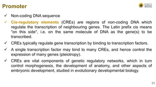  Non-coding DNA sequence
 Cis-regulatory elements (CREs) are regions of non-coding DNA which
regulate the transcription of neighbouring genes. The Latin prefix cis means
"on this side", i.e. on the same molecule of DNA as the gene(s) to be
transcribed.
 CREs typically regulate gene transcription by binding to transcription factors.
 A single transcription factor may bind to many CREs, and hence control the
expression of many genes (pleiotropy).
 CREs are vital components of genetic regulatory networks, which in turn
control morphogenesis, the development of anatomy, and other aspects of
embryonic development, studied in evolutionary developmental biology.
Promoter
23
 