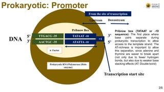 +1
DNA
5’
3’
3’
5’
Pribnow box (TATAAT or -10
sequence): The first place where
base pairs separate during
prokaryotic transcription to allow
access to the template strand. The
AT-richness is important to allow
this separation, since adenine and
thymine are easier to break apart
(not only due to fewer hydrogen
bonds, but also due to weaker base
stacking effects (AT: Double bond)
Upstream Downstream
From the site of transcription
Transcription start site
Prokaryotic: Promoter
TATAAT -10
Prokaryotic RNA Polymerase (Holo
enzyme)
TTGACG -35
AACTGC -35 ATATTA -10
Pribnow Box
σ Factor
26
 