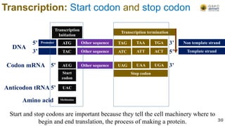 AUG UAG
5’
3’
3’
5’
5’ 3’
Start
codon
Stop codon
UAA UGA
ATG TAG TAA TGA
TAC ATC ATT ACT
DNA
Codon mRNA
Non template strand
Template strand
Transcription termination
Transcription
Initiation
Promoter Other sequence
Other sequence
Other sequence
Transcription: Start codon and stop codon
Methionine
Start and stop codons are important because they tell the cell machinery where to
begin and end translation, the process of making a protein.
UAC
5’
Anticodon tRNA
Amino acid
30
 