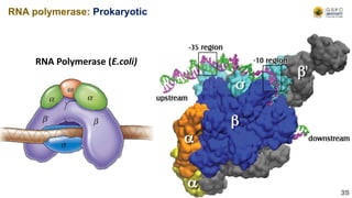 RNA Polymerase (E.coli)
RNA polymerase: Prokaryotic
35
 