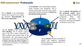 RNA polymerase: Prokaryotic
β
β'
ω
σ
αI
αII
The σ subunit: Recognition of
the promoter region. Sigma
reduces the affinity of RNAP for
nonspecific DNA while
increasing specificity for
promoters, allowing transcription
to initiate at correct sites.
The β subunit is the second-largest subunit,
Chain initiation and elongation, The β
subunit contains the rest of the active center
responsible for RNA synthesis. Catalysis of
the polymerisation process.
The β' subunit is the largest subunit,
DNA Binding, The β' subunit contains
part of the active center responsible for
RNA synthesis and contains some of the
determinants for non-sequence-specific
interactions with DNA and nascent RNA.
It binds and open the DNA template. It
is split into two subunits in Cyanobacteria
and chloroplasts
The α subunit is the third-largest
subunit and is present in two copies
per molecule. Determination of
DNA to be transcribed
The ω subunit facilitates assembly of
RNAP and stabilizes assembled
RNAP, Restore denatured RNA P to
its functional form 37
 