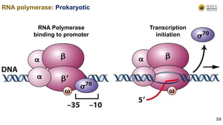 RNA polymerase: Prokaryotic
RNA Polymerase
binding to promoter
Transcription
initiation
38
 