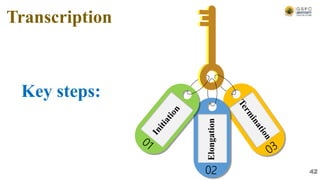 Elongation
Transcription
Key steps:
42
 