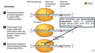 43
RNA polymerase uses ribonuceloside
triphosphate (rNTP) to synthesize
mRNA strands (rATP, rUTP, rCTP, and
rGTP) in the 5'->3' direction.
 