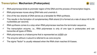  RNA polymerase binds to promoter region of the DNA and the process of transcription begins.
 RNA polymerase moves along DNA helix and unwinds it.
 One of the two strands of DNA serves as a template for RNA synthesis.
 This results in the formation of complementary RNA strand (It is formed at a rate of about 40 to 50
nucleotides per second).
 RNA synthesis comes to a stop when RNA polymerase reaches the terminator sequence.
 The transcription enzyme, i.e., RNA polymerase is only of one type in prokaryotes and can
transcribe all types of RNAs.
 RNA polymerase is a holoenzyme that is represented as (α2ββ’ω)σ
 The enzyme without σ subunit is referred to as core enzyme.
 The sigma "factor" is usually released when the RNA chain reaches 8-9 bases.
Transcription: Mechanism (Prokaryotes)
47
 