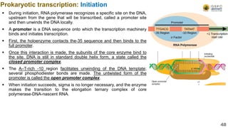  During initiation, RNA polymerase recognizes a specific site on the DNA,
upstream from the gene that will be transcribed, called a promoter site
and then unwinds the DNA locally.
 A promoter is a DNA sequence onto which the transcription machinery
binds and initiates transcription.
 First, the holoenzyme contacts the-35 sequence and then binds to the
full promoter.
 Once this interaction is made, the subunits of the core enzyme bind to
the site. DNA is still in standard double helix form, a state called the
closed promoter complex.
 The A–T-rich -10 region facilitates unwinding of the DNA template;
several phosphodiester bonds are made. The untwisted form of the
promoter is called the open promoter complex.
 When initiation succeeds, sigma is no longer necessary, and the enzyme
makes the transition to the elongation ternary complex of core
polymerase-DNA-nascent RNA.
Prokaryotic transcription: Initiation
48
 