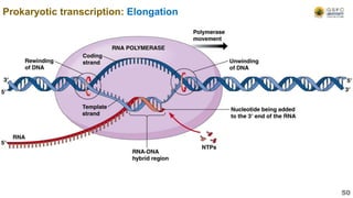 Prokaryotic transcription: Elongation
50
 