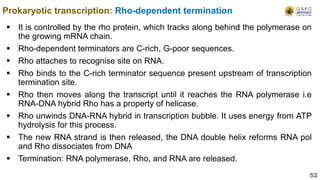  It is controlled by the rho protein, which tracks along behind the polymerase on
the growing mRNA chain.
 Rho-dependent terminators are C-rich, G-poor sequences.
 Rho attaches to recognise site on RNA.
 Rho binds to the C-rich terminator sequence present upstream of transcription
termination site.
 Rho then moves along the transcript until it reaches the RNA polymerase i.e
RNA-DNA hybrid Rho has a property of helicase.
 Rho unwinds DNA-RNA hybrid in transcription bubble. It uses energy from ATP
hydrolysis for this process.
 The new RNA strand is then released, the DNA double helix reforms RNA pol
and Rho dissociates from DNA
 Termination: RNA polymerase, Rho, and RNA are released.
Prokaryotic transcription: Rho-dependent termination
52
 