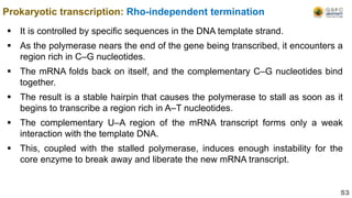  It is controlled by specific sequences in the DNA template strand.
 As the polymerase nears the end of the gene being transcribed, it encounters a
region rich in C–G nucleotides.
 The mRNA folds back on itself, and the complementary C–G nucleotides bind
together.
 The result is a stable hairpin that causes the polymerase to stall as soon as it
begins to transcribe a region rich in A–T nucleotides.
 The complementary U–A region of the mRNA transcript forms only a weak
interaction with the template DNA.
 This, coupled with the stalled polymerase, induces enough instability for the
core enzyme to break away and liberate the new mRNA transcript.
Prokaryotic transcription: Rho-independent termination
53
 