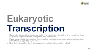 Eukaryotic
Transcription
 Eukaryotic transcription is carried out in the nucleus of the cell and proceeds in three
sequential stages: initiation, elongation, and termination.
 Eukaryotes require transcription factors to first bind to the promoter region and then help
recruit the appropriate polymerase.
 RNA Polymerase II is the polymerase responsible for transcribing mRNA.
55
 