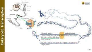 Eukaryotic
Transcription
57
 