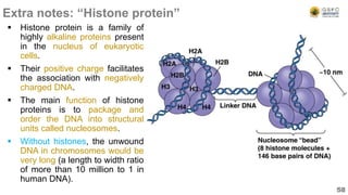  Histone protein is a family of
highly alkaline proteins present
in the nucleus of eukaryotic
cells.
 Their positive charge facilitates
the association with negatively
charged DNA.
 The main function of histone
proteins is to package and
order the DNA into structural
units called nucleosomes.
 Without histones, the unwound
DNA in chromosomes would be
very long (a length to width ratio
of more than 10 million to 1 in
human DNA).
Extra notes: “Histone protein”
58
 