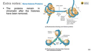 Extra notes: None-histone Proteins
 The proteins remain in
chromatin after the histones
have been removed.
59
 