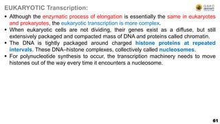 61
EUKARYOTIC Transcription:
 Although the enzymatic process of elongation is essentially the same in eukaryotes
and prokaryotes, the eukaryotic transcription is more complex.
 When eukaryotic cells are not dividing, their genes exist as a diffuse, but still
extensively packaged and compacted mass of DNA and proteins called chromatin.
 The DNA is tightly packaged around charged histone proteins at repeated
intervals. These DNA–histone complexes, collectively called nucleosomes.
 For polynucleotide synthesis to occur, the transcription machinery needs to move
histones out of the way every time it encounters a nucleosome.
 