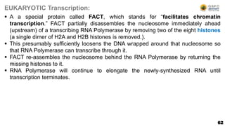 62
EUKARYOTIC Transcription:
 A a special protein called FACT, which stands for “facilitates chromatin
transcription.” FACT partially disassembles the nucleosome immediately ahead
(upstream) of a transcribing RNA Polymerase by removing two of the eight histones
(a single dimer of H2A and H2B histones is removed.).
 This presumably sufficiently loosens the DNA wrapped around that nucleosome so
that RNA Polymerase can transcribe through it.
 FACT re-assembles the nucleosome behind the RNA Polymerase by returning the
missing histones to it.
 RNA Polymerase will continue to elongate the newly-synthesized RNA until
transcription terminates.
 