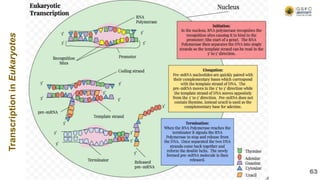 63
Transcription
in
Eukaryotes
 