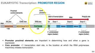  Promoter proximal elements are important in determining how and when a gene is
expressed.
 Core promoter: +1 transcription start site, is the location at which the RNA polymerase
machinery initiates transcription.
64
EUKARYOTIC Transcription: PROMOTER REGION
 