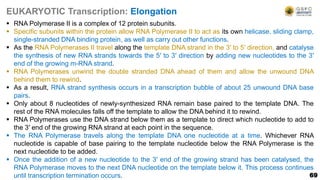 69
EUKARYOTIC Transcription: Elongation
 RNA Polymerase II is a complex of 12 protein subunits.
 Specific subunits within the protein allow RNA Polymerase II to act as its own helicase, sliding clamp,
single-stranded DNA binding protein, as well as carry out other functions.
 As the RNA Polymerases II travel along the template DNA strand in the 3′ to 5′ direction, and catalyse
the synthesis of new RNA strands towards the 5′ to 3′ direction by adding new nucleotides to the 3′
end of the growing m-RNA strand.
 RNA Polymerases unwind the double stranded DNA ahead of them and allow the unwound DNA
behind them to rewind.
 As a result, RNA strand synthesis occurs in a transcription bubble of about 25 unwound DNA base
pairs.
 Only about 8 nucleotides of newly-synthesized RNA remain base paired to the template DNA. The
rest of the RNA molecules falls off the template to allow the DNA behind it to rewind.
 RNA Polymerases use the DNA strand below them as a template to direct which nucleotide to add to
the 3′ end of the growing RNA strand at each point in the sequence.
 The RNA Polymerase travels along the template DNA one nucleotide at a time. Whichever RNA
nucleotide is capable of base pairing to the template nucleotide below the RNA Polymerase is the
next nucleotide to be added.
 Once the addition of a new nucleotide to the 3′ end of the growing strand has been catalysed, the
RNA Polymerase moves to the next DNA nucleotide on the template below it. This process continues
until transcription termination occurs.
 