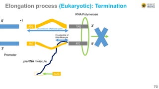 Elongation process (Eukaryotic): Termination
72
ATG
TAC
Promoter
5’
3’
+1
AUG
preRNA molecule
RNA Polymerase
3’
5’
8 nucleotide of
RNA Molecule
25 unwound DNA base pairs
TAG
ATC
 