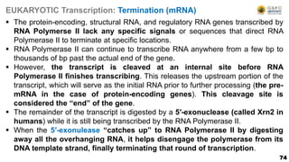 74
EUKARYOTIC Transcription: Termination (mRNA)
 The protein-encoding, structural RNA, and regulatory RNA genes transcribed by
RNA Polymerse II lack any specific signals or sequences that direct RNA
Polymerase II to terminate at specific locations.
 RNA Polymerase II can continue to transcribe RNA anywhere from a few bp to
thousands of bp past the actual end of the gene.
 However, the transcript is cleaved at an internal site before RNA
Polymerase II finishes transcribing. This releases the upstream portion of the
transcript, which will serve as the initial RNA prior to further processing (the pre-
mRNA in the case of protein-encoding genes). This cleavage site is
considered the “end” of the gene.
 The remainder of the transcript is digested by a 5′-exonuclease (called Xrn2 in
humans) while it is still being transcribed by the RNA Polymerase II.
 When the 5′-exonulease “catches up” to RNA Polymerase II by digesting
away all the overhanging RNA, it helps disengage the polymerase from its
DNA template strand, finally terminating that round of transcription.
 