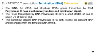76
EUKARYOTIC Transcription: Termination (tRNA) Extra notes
 The tRNA, 5S rRNA, and structural RNAs genes transcribed by RNA
Polymerase III have a not-entirely-understood termination signal.
 The RNAs transcribed by RNA Polymerase III have a short stretch of four to
seven U’s at their 3′ end.
 This somehow triggers RNA Polymerase III to both release the nascent RNA
and disengage from the template DNA strand.
 