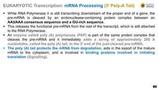 80
EUKARYOTIC Transcription: mRNA Processing (3′ Poly-A Tail)
 While RNA Polymerase II is still transcribing downstream of the proper end of a gene, the
pre-mRNA is cleaved by an endonuclease-containing protein complex between an
AAUAAA consensus sequence and a GU-rich sequence.
 This releases the functional pre-mRNA from the rest of the transcript, which is still attached
to the RNA Polymerase.
 An enzyme called poly (A) polymerase (PAP) is part of the same protein complex that
cleaves the pre-mRNA and it immediately adds a string of approximately 200 A
nucleotides, called the poly (A) tail, to the 3′ end of the just-cleaved pre-mRNA.
 The poly (A) tail protects the mRNA from degradation, aids in the export of the mature
mRNA to the cytoplasm, and is involved in binding proteins involved in initiating
translation (Signalling).
 