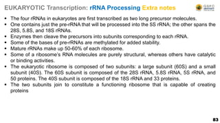 83
EUKARYOTIC Transcription: rRNA Processing Extra notes
 The four rRNAs in eukaryotes are first transcribed as two long precursor molecules.
 One contains just the pre-rRNA that will be processed into the 5S rRNA; the other spans the
28S, 5.8S, and 18S rRNAs.
 Enzymes then cleave the precursors into subunits corresponding to each rRNA.
 Some of the bases of pre-rRNAs are methylated for added stability.
 Mature rRNAs make up 50-60% of each ribosome.
 Some of a ribosome’s RNA molecules are purely structural, whereas others have catalytic
or binding activities.
 The eukaryotic ribosome is composed of two subunits: a large subunit (60S) and a small
subunit (40S). The 60S subunit is composed of the 28S rRNA, 5.8S rRNA, 5S rRNA, and
50 proteins. The 40S subunit is composed of the 18S rRNA and 33 proteins.
 The two subunits join to constitute a functioning ribosome that is capable of creating
proteins
 