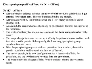 Electrogenic pumps (H+-ATPase, Na+/K+ – ATPase)
Na+/K+ – ATPase
• ATPase enzyme oriented towards the interior of the cell, the carrier has a high
affinity for sodium ions. Three sodium ions bind to the protein.
• ATP is hydrolyzed by the protein carrier and a low-energy phosphate group
attaches to it.
• As a result, the carrier changes shape and re-orients itself towards the exterior of
the membrane.
• The protein’s affinity for sodium decreases and the three sodium ions leave the
carrier.
• The shape change increases the carrier’s affinity for potassium ions, and two such
ions attach to the protein. Subsequently, the low-energy phosphate group
detaches from the carrier.
• With the phosphate group removed and potassium ions attached, the carrier
protein repositions itself towards the interior of the cell.
• The carrier protein, in its new configuration, has a decreased affinity for
potassium, and the two ions are released into the cytoplasm.
• The protein now has a higher affinity for sodium ions, and the process starts
again.
 