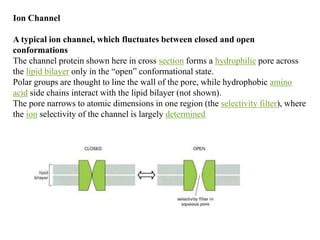 Ion Channel
A typical ion channel, which fluctuates between closed and open
conformations
The channel protein shown here in cross section forms a hydrophilic pore across
the lipid bilayer only in the “open” conformational state.
Polar groups are thought to line the wall of the pore, while hydrophobic amino
acid side chains interact with the lipid bilayer (not shown).
The pore narrows to atomic dimensions in one region (the selectivity filter), where
the ion selectivity of the channel is largely determined
 