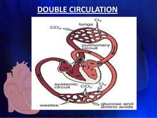 DOUBLE CIRCULATION

 