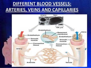 DIFFERENT BLOOD VESSELS:
ARTERIES, VEINS AND CAPILLARIES

 