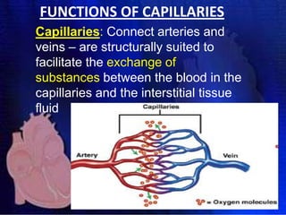 FUNCTIONS OF CAPILLARIES
Capillaries: Connect arteries and
veins – are structurally suited to
facilitate the exchange of
substances between the blood in the
capillaries and the interstitial tissue
fluid

 