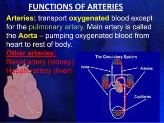FUNCTIONS OF ARTERIES
Arteries: transport oxygenated blood except
for the pulmonary artery. Main artery is called
the Aorta – pumping oxygenated blood from
heart to rest of body.
Other arteries:
Renal artery (kidney)
Hepatic artery (liver)

 