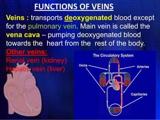 FUNCTIONS OF VEINS
Veins : transports deoxygenated blood except
for the pulmonary vein. Main vein is called the
vena cava – pumping deoxygenated blood
towards the heart from the rest of the body.
Other veins:
Renal vein (kidney)
Hepatic vein (liver)

 