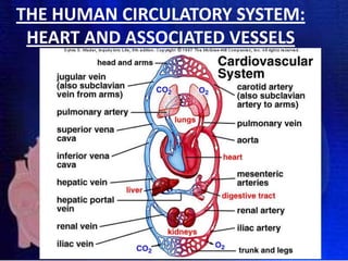 THE HUMAN CIRCULATORY SYSTEM:
HEART AND ASSOCIATED VESSELS

 