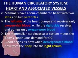 THE HUMAN CIRCULATORY SYSTEM:
HEART AND ASSOCIATED VESSELS
 Mammals have a four-chambered heart with two
atria and two ventricles
 The left side of the heart pumps and receives only
oxygen-rich blood, while the right side receives
and pumps only oxygen-poor blood
 The mammalian cardiovascular system meets the
body’s continuous demand for O2.
 Blood begins its flow when deoxygenated blood
flow from the body into the right atrium.

 
